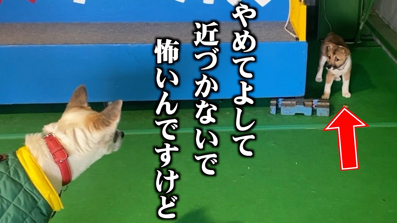 保護子犬が、お迎えしてはじめて大人の先住犬に出会った結果…