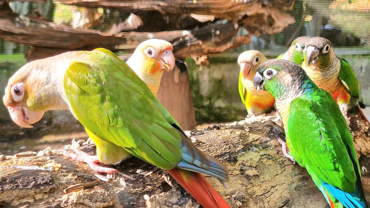 Colorful parrots are pleasing to the eye. Green cheek conure parrot singing sound. 