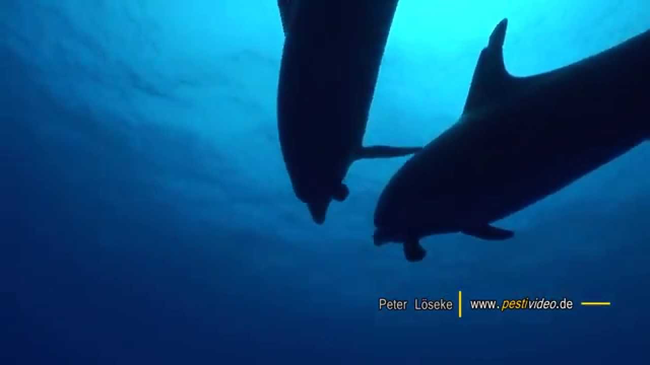Schoener Tauchen mit Delfinen in Rangiroa, Franz&ouml;sisch Polynesien von Peter L&ouml;seke