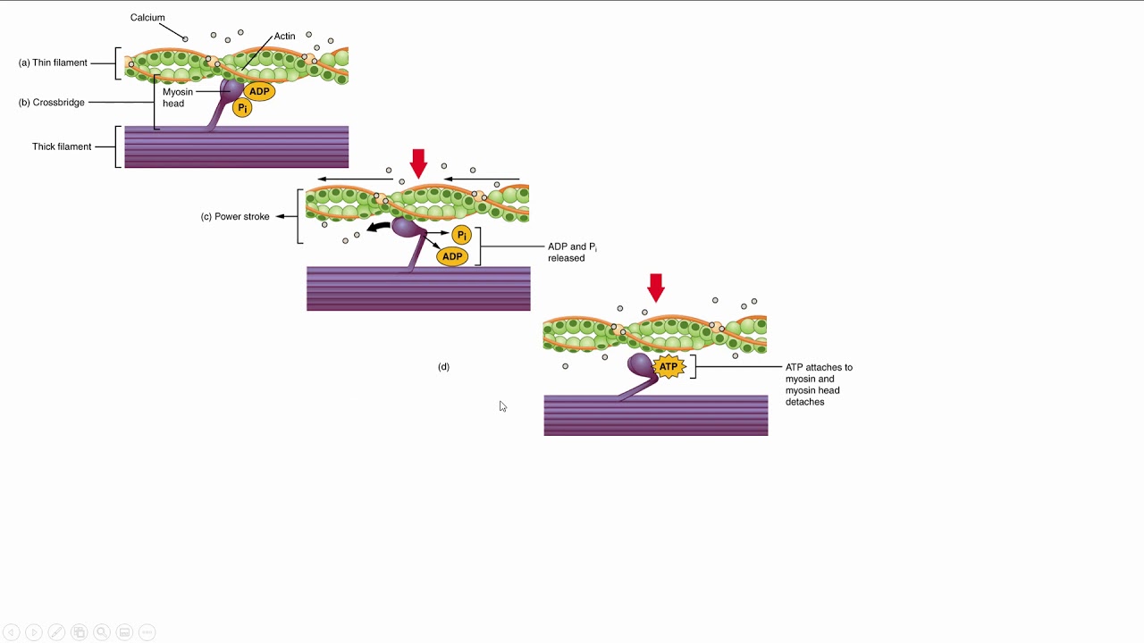 Cross Bridge Cycling
