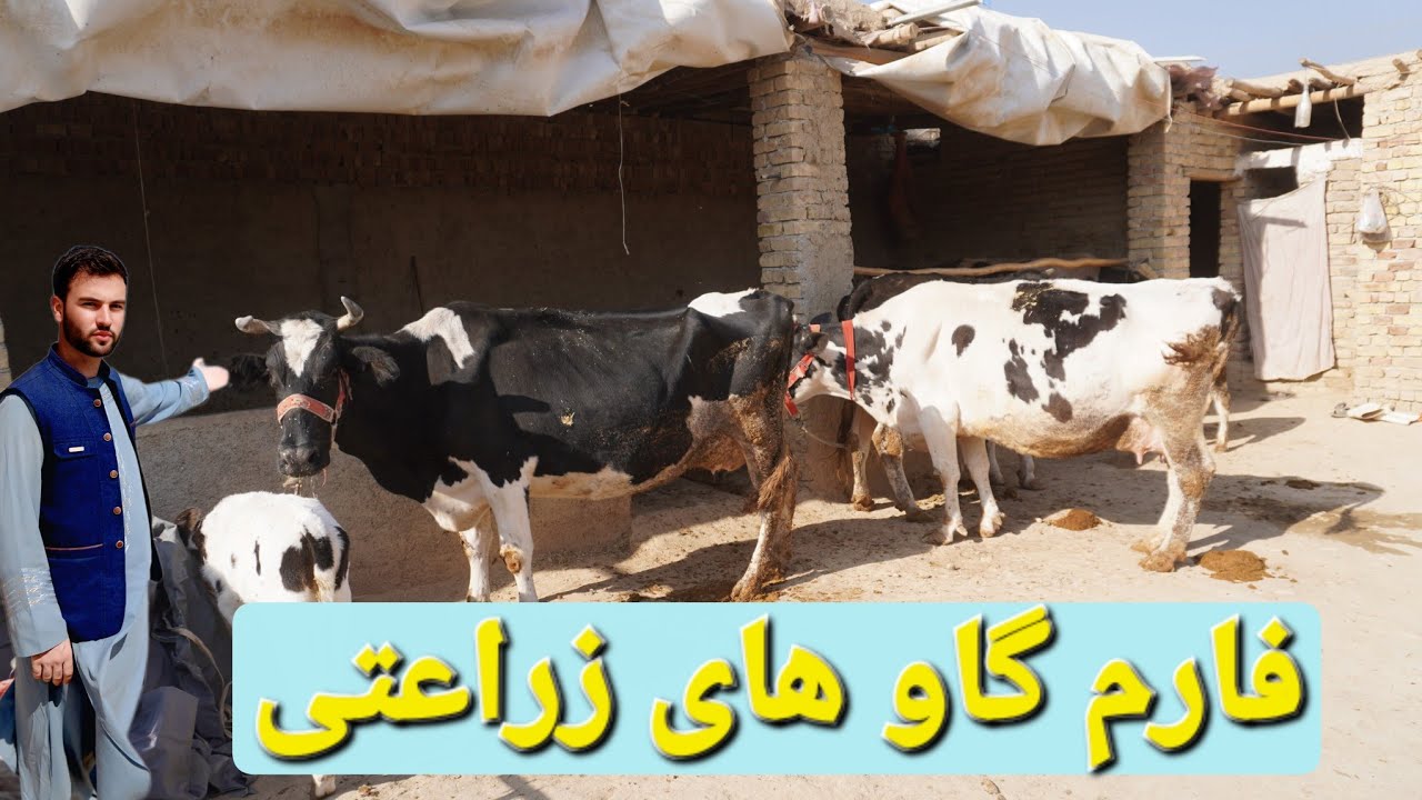 گزارش حیات الله : چگونه دهقانان با کمترین سرمایه به سود میلیونى رسیدند؟ فارم گاوهای زراعتی