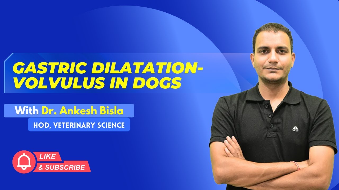 Gastric Dilatation-Volvulus In Dogs | By Dr. Ankesh Bisla | Wise IAS