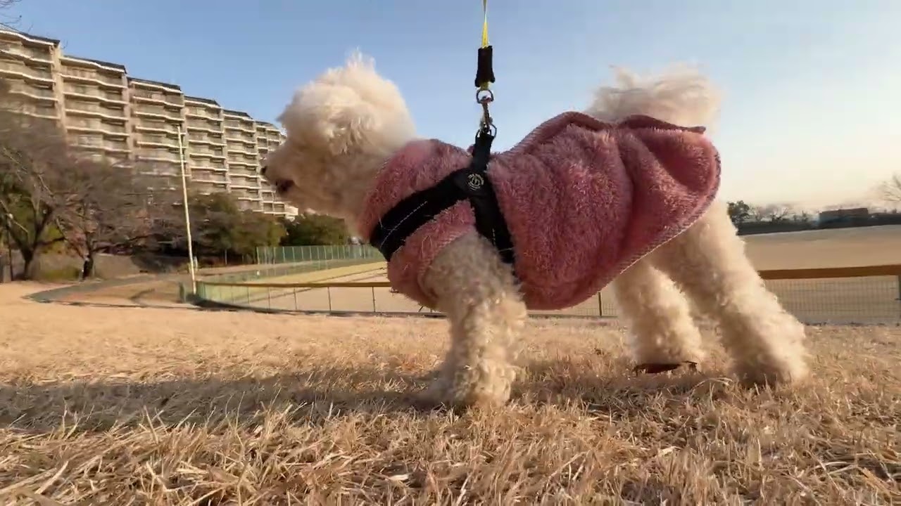 Lura's Walk_L001＃犬＃ペット＃ルラ＃ルラウォーク＃ビションフリーゼ＃bichon frisé＃お散歩＃ルラ＃ワンコ＃小型犬＃dog＃walk#walking#もふもふ＃ふわふわ