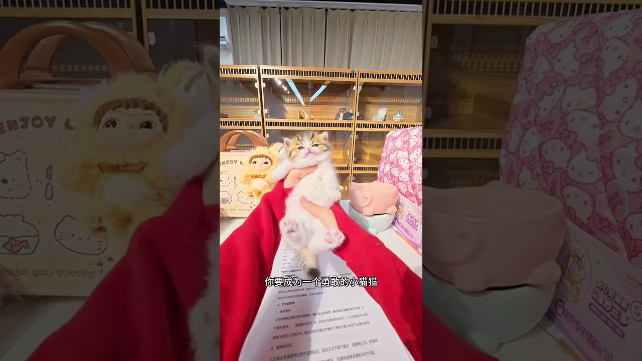 Exclusive First-Person Experience with a Deposit & a White Kitten Charm