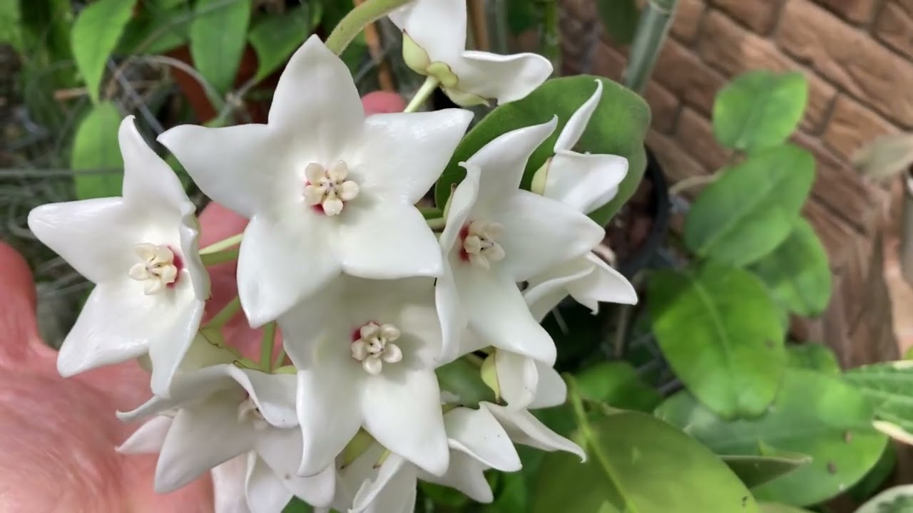 Цветение Редких Хой. H. arnottiana, H. thompsonii, H. magnifica, H. nummularioides 💚