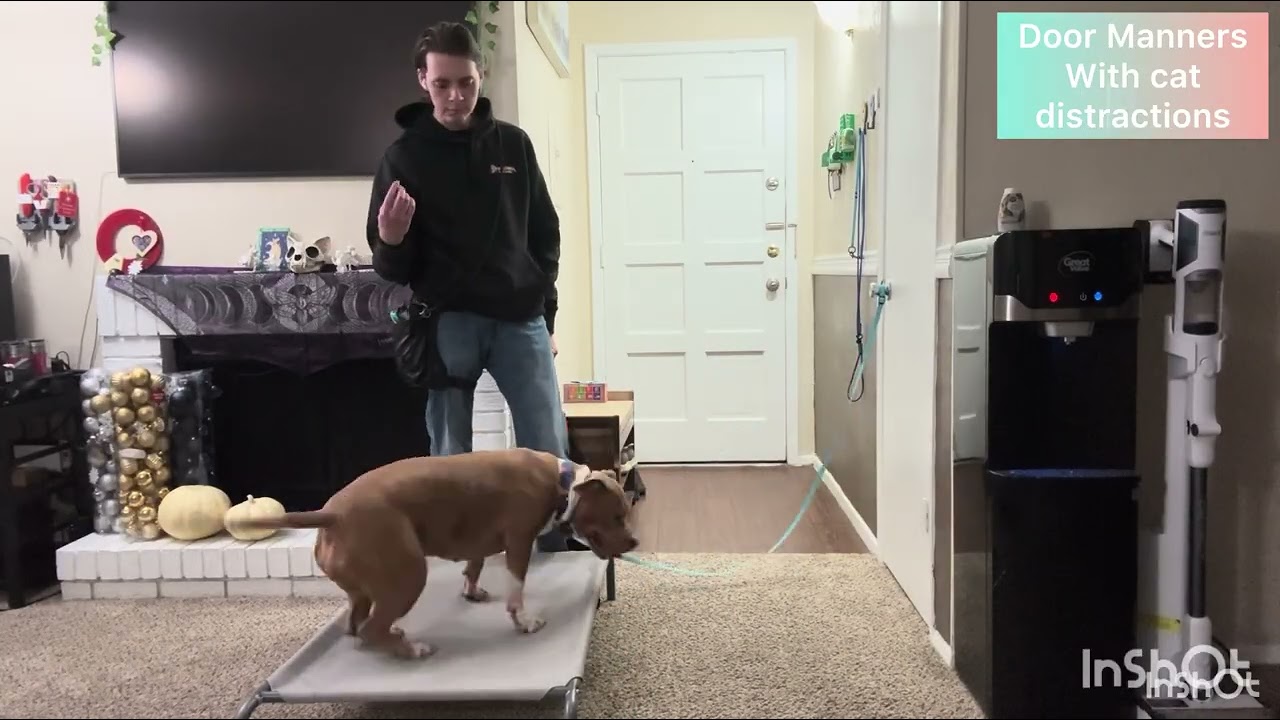5 y/o pit - Kelsea, Best Dog Trainer, El Paso TX