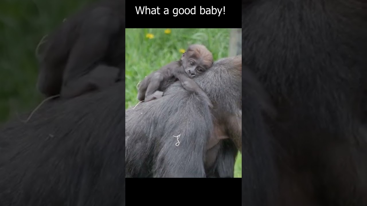 Baby Monkey pees on Mommy! #shorts #thebestfamilyshowever