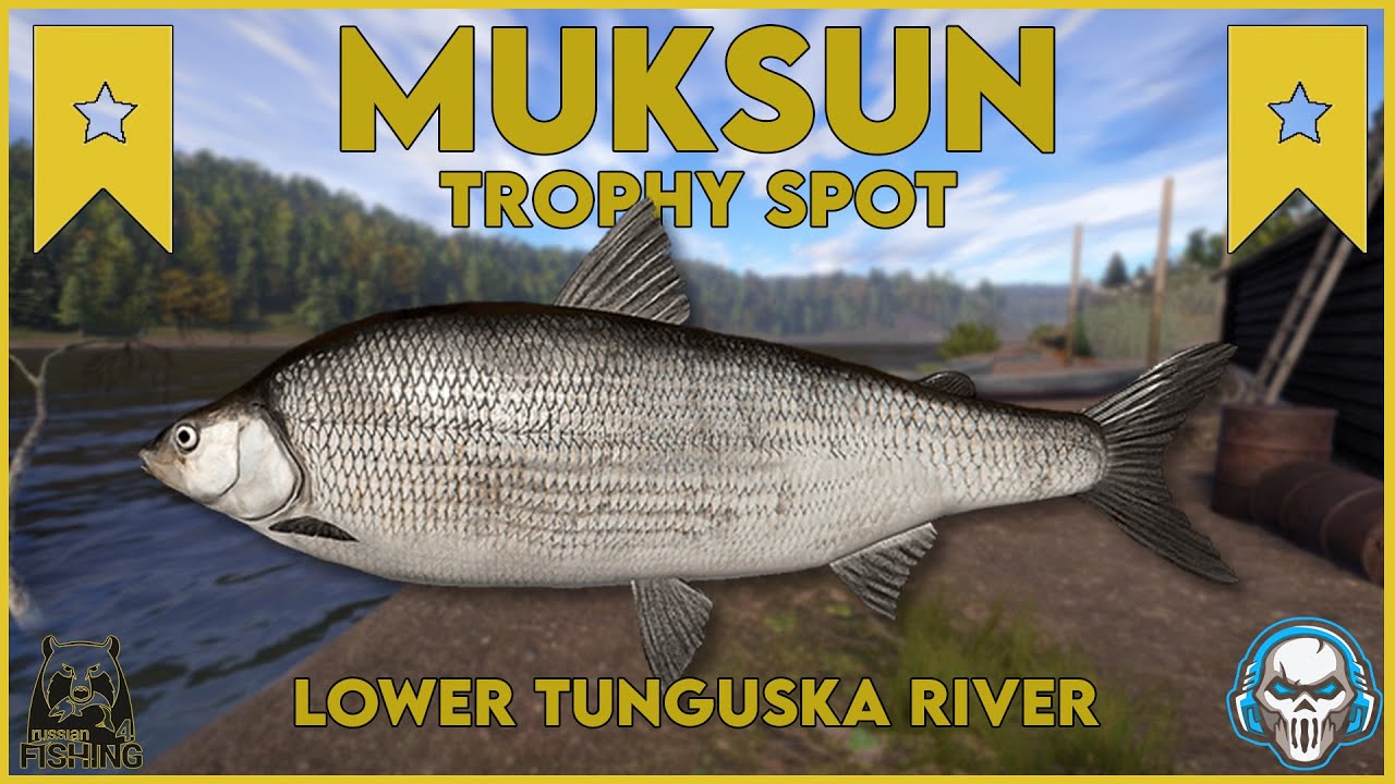 MUKSUN TROPHY SPOT! LOWER TUNGUSKA RIVER - Russian Fishing 4 #rf4
