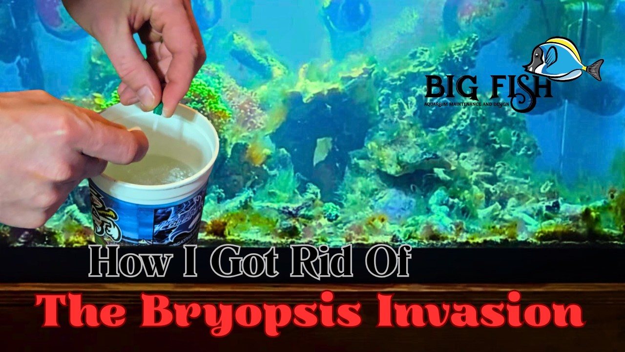 The Bryopsis Invasion!
