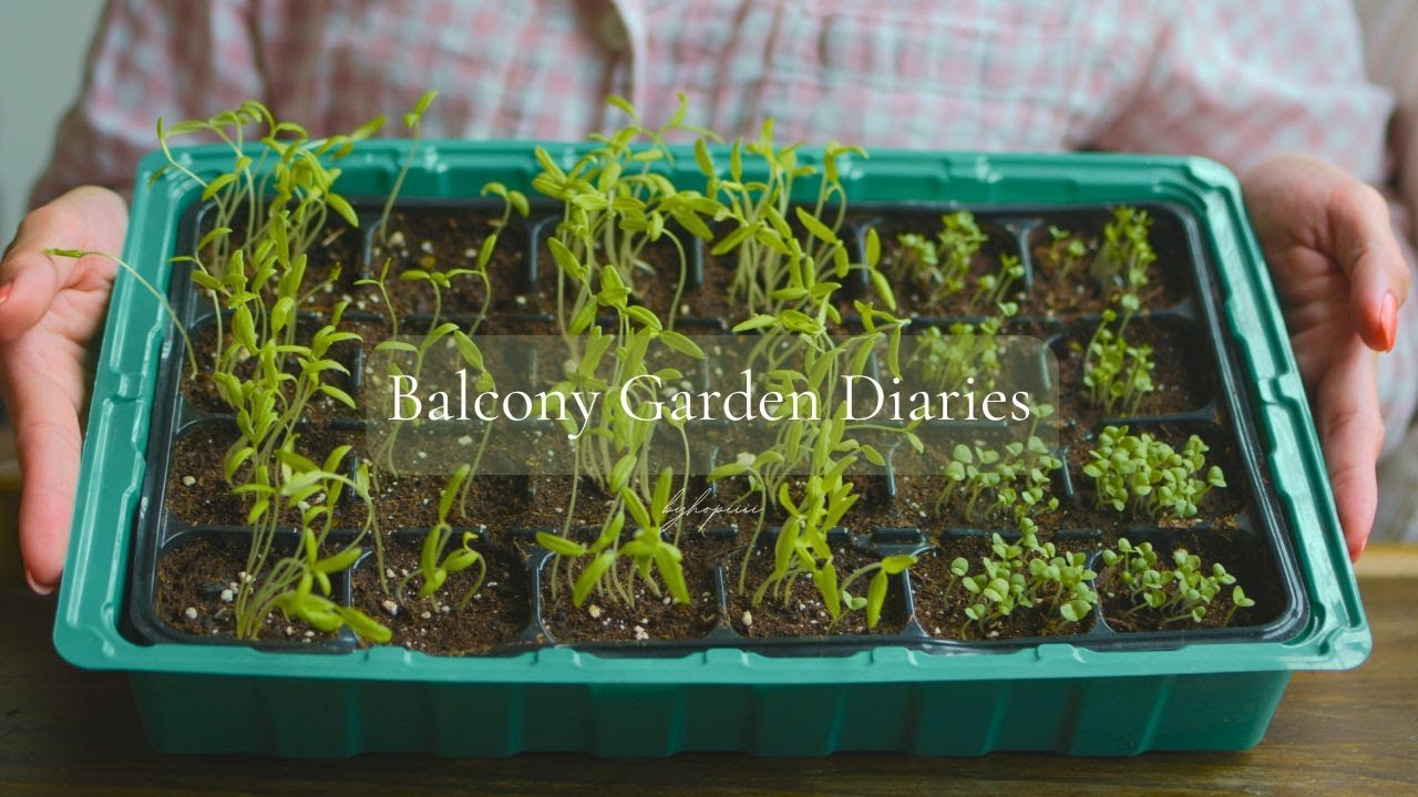 #01 Balcony Garden Diaries | Starting the Gardening Season Late | starting seeds, planter drainage