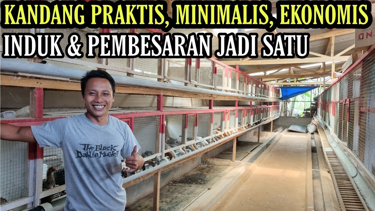 INI BARU KANDANG AYAM PRAKTIS & MINIMALIS UNTUK LAHAN SEMPIT