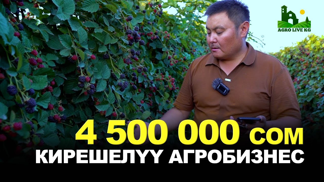 Дыйкандарды байытып жаткан өсүмдүк! Алтын да эмес, нефть да эмес. Бул ЕЖЕВИКА. (Лох несс сорту)