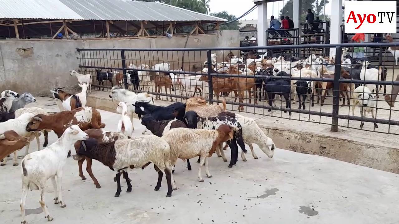Mabadiliko mapya kwa machinjio ya Vingunguti