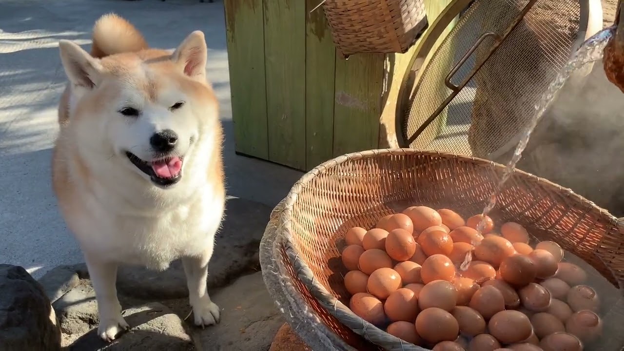 柴犬岳がご案内！別府鉄輪温泉「ひょうたん温泉」