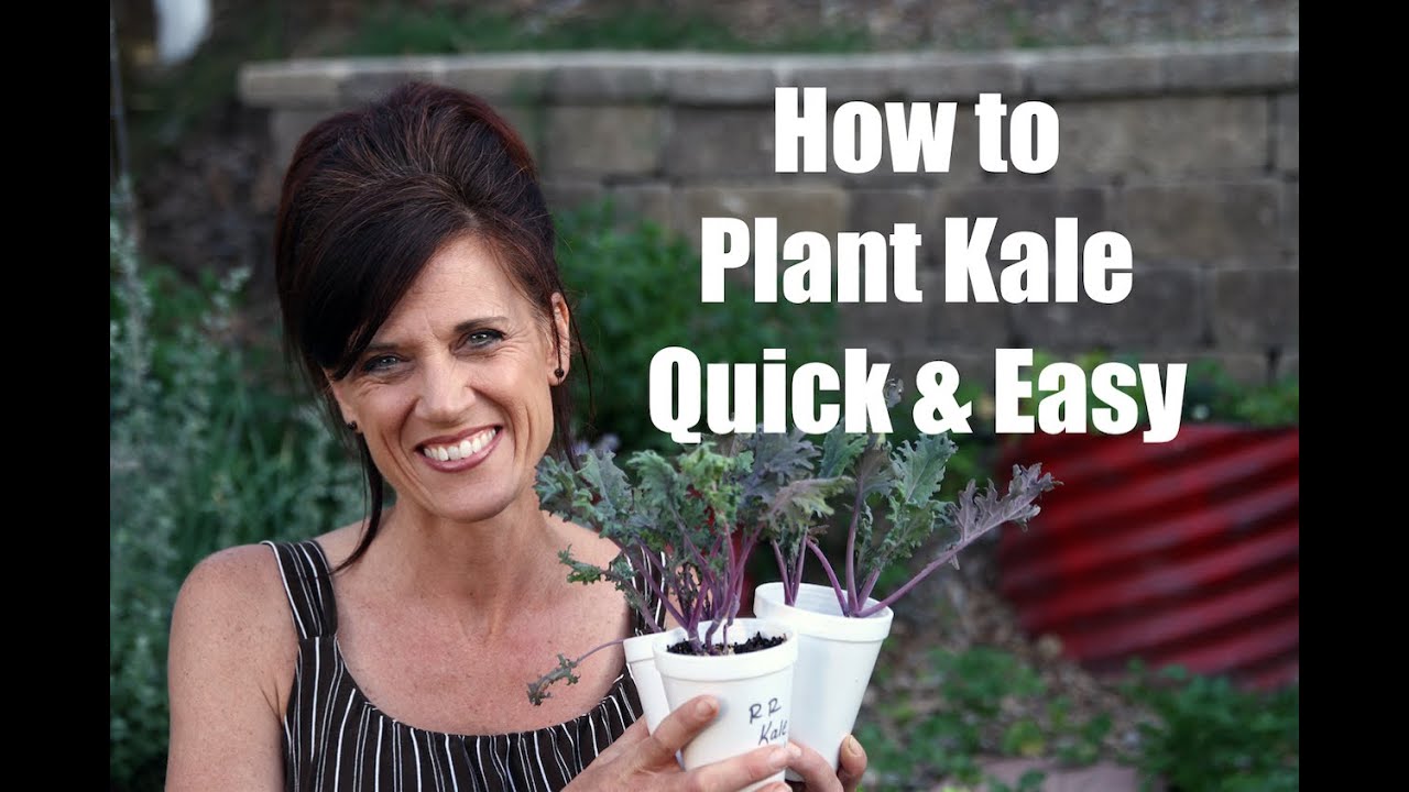 Как сажать капусту кале и зачем ее сажать — быстро и просто!