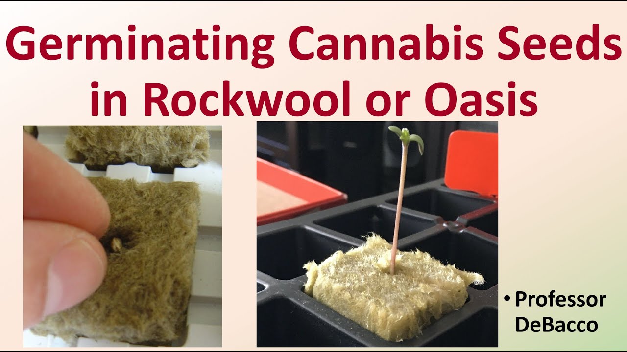 Проращивание семян каннабиса в Rockwool или Oasis
