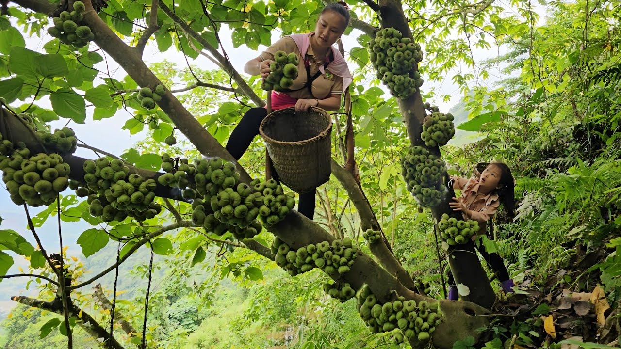 She harvested wild grapes to sell with her daughter and baby | Lý Tiểu Vy