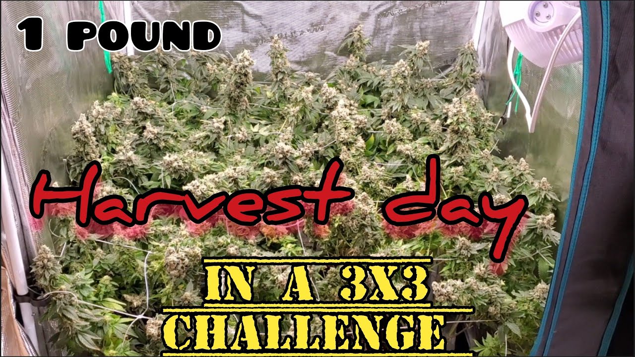 ДЕНЬ СБОРА УРОЖАЯ!!! и покадровая съемка 3x3 Grow Tent Pound Challenge #MarsHydro Всё в одном наб...