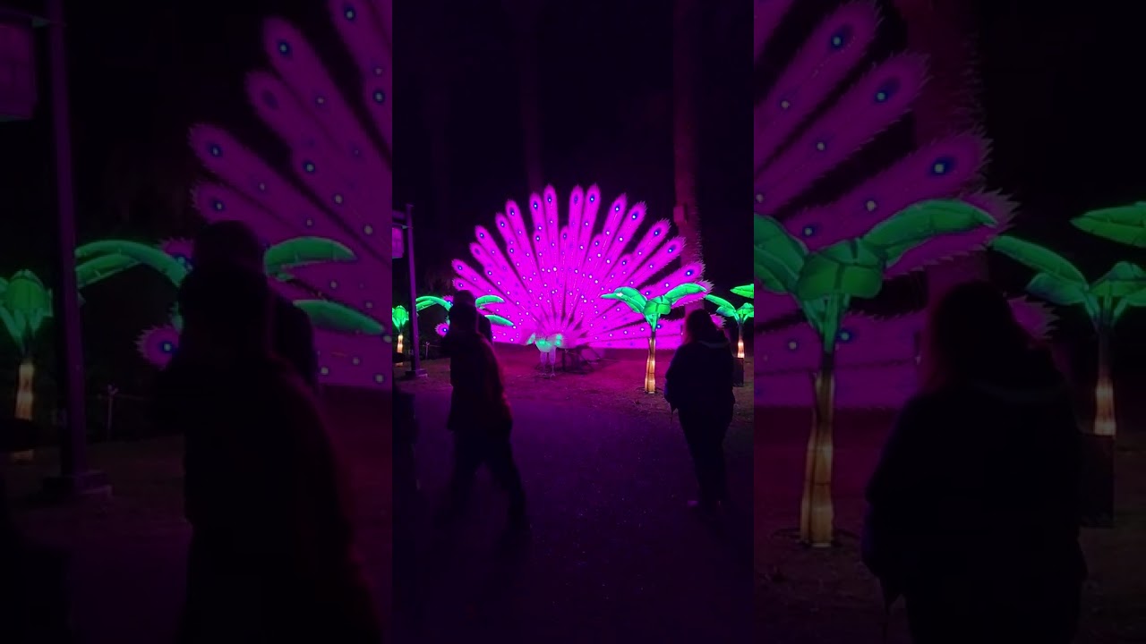 Fresno Chaffee zoo light display.