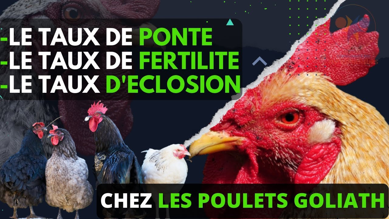 3 CALCULS sur les POULETS GOLIATH (GAGNEZ facilement de l'argent avec les poulets) investir au pays