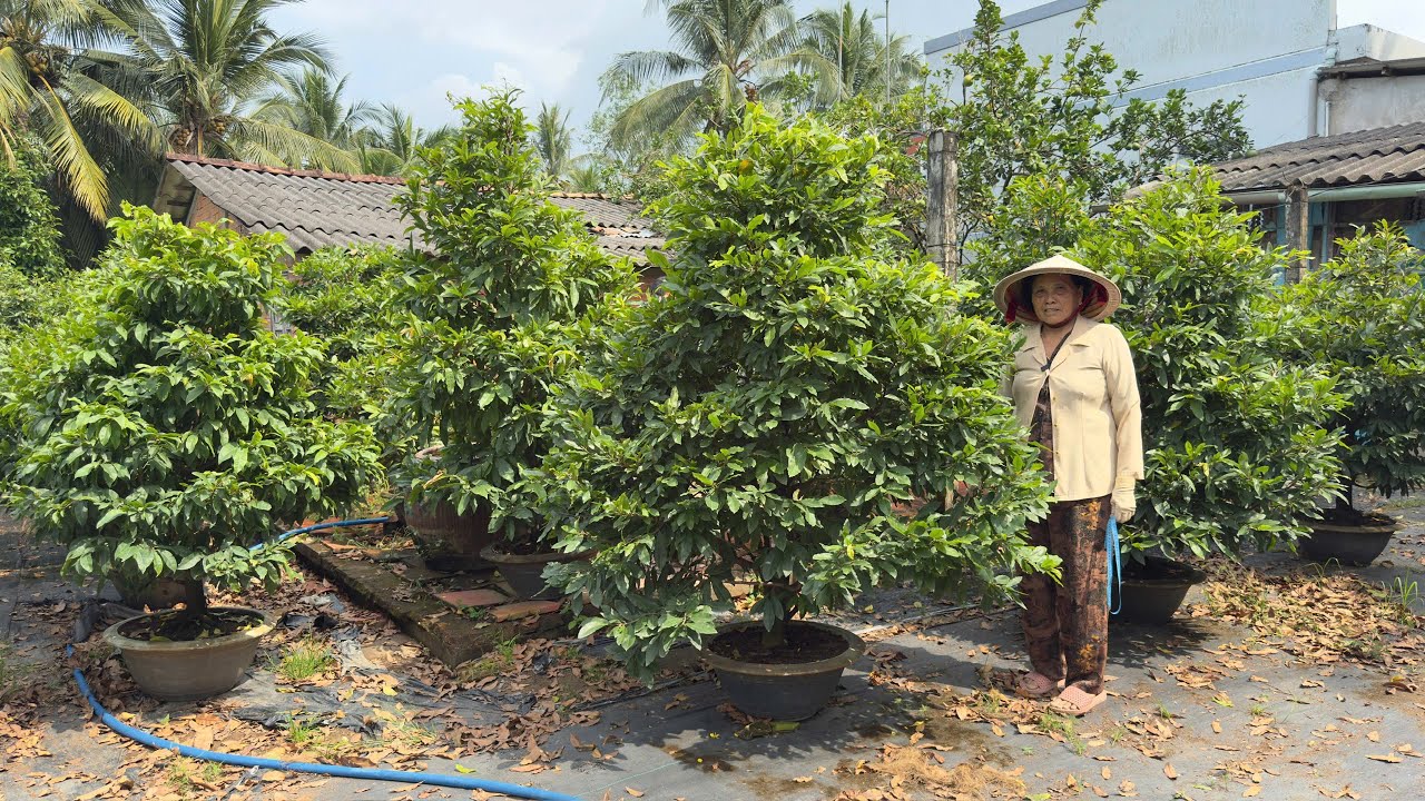 MAI GIẢO THỦ ĐỨC 15/O1/2026 ( #0363543853 LOAN) MAI TẾT 2026 -  @bonsai Can Tho