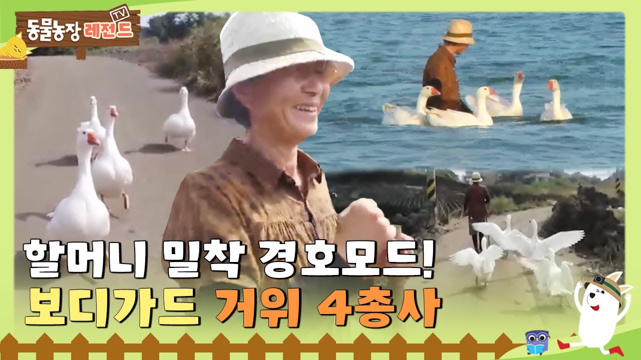 [TV 동물농장 레전드] 할머니 밀착 경호모드! 보디가드 거위 4총사! 풀버전 다시 보기 I TV동물농장 (Animal Farm) | SBS Story