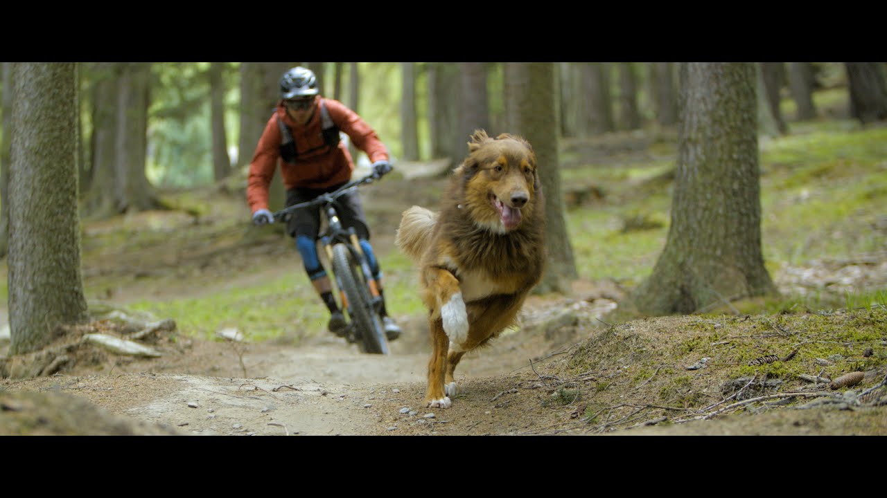 Paws & Wheels
