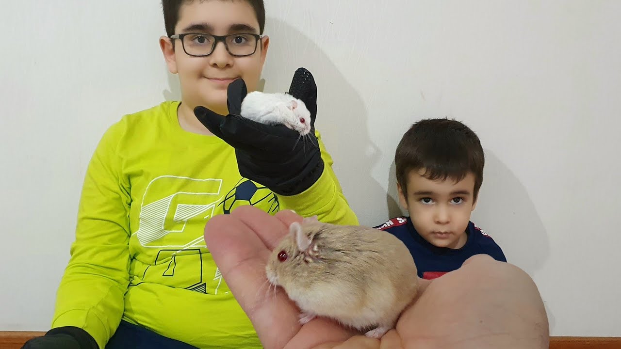 Hamster Ejdere Arkadaş Getirdik İsmini Oscar Koyduk