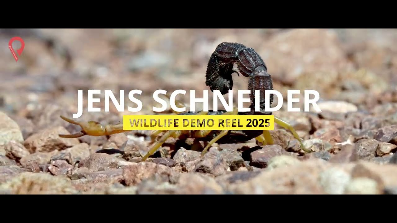 Jens Schneider Wildlife Showreel 2025