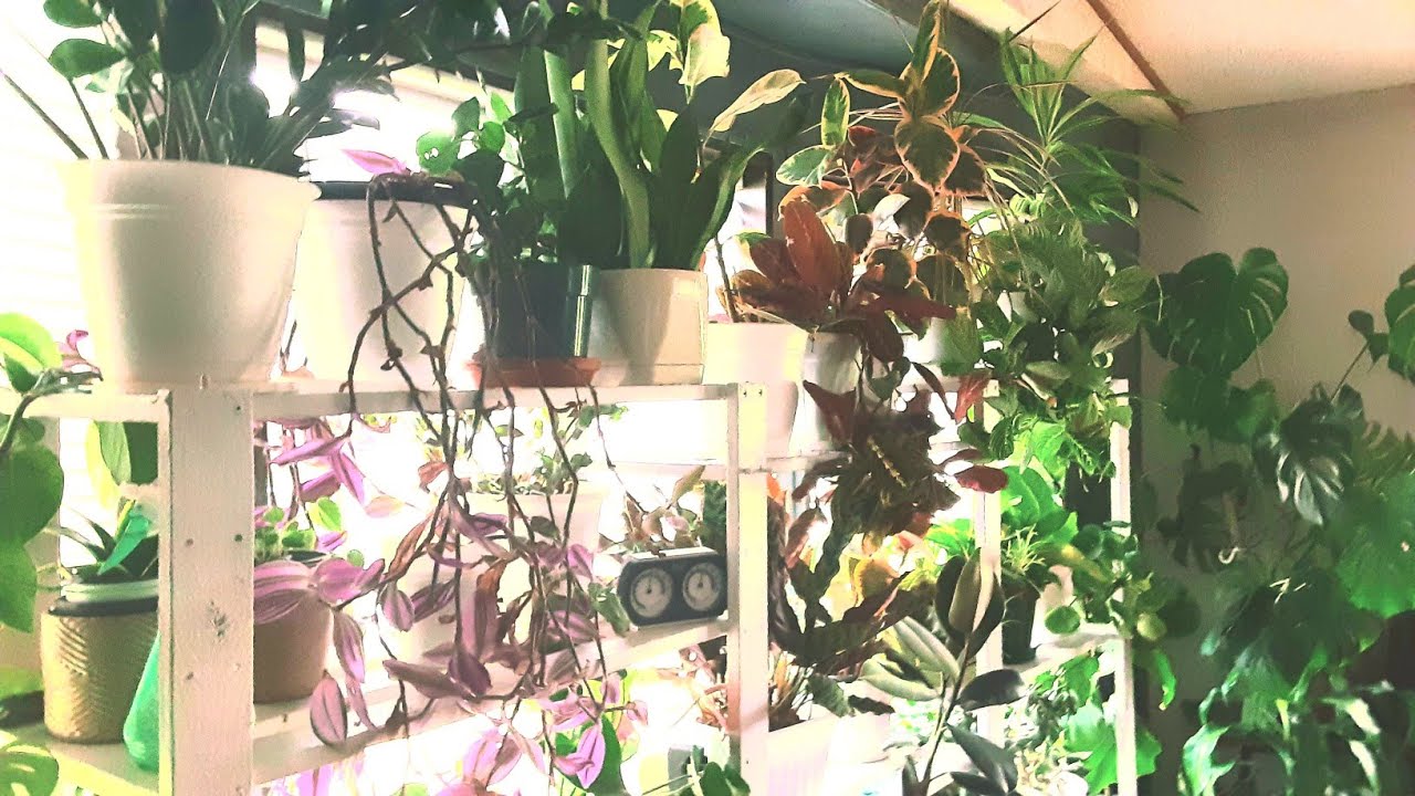 HOUSEPLANT TOUR 2023(60 PLANTS)