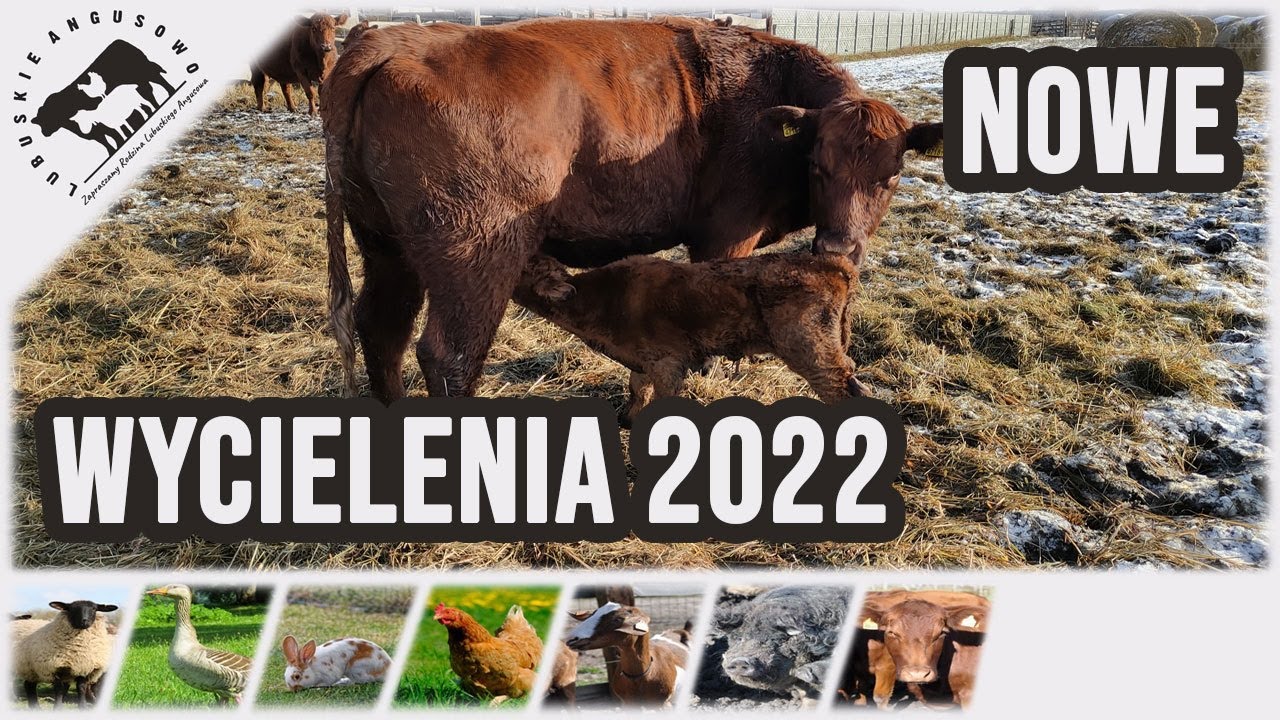 Lubuskie Angusowo - S4 E24 - Nowe wycielenia 2022, huragan Malik