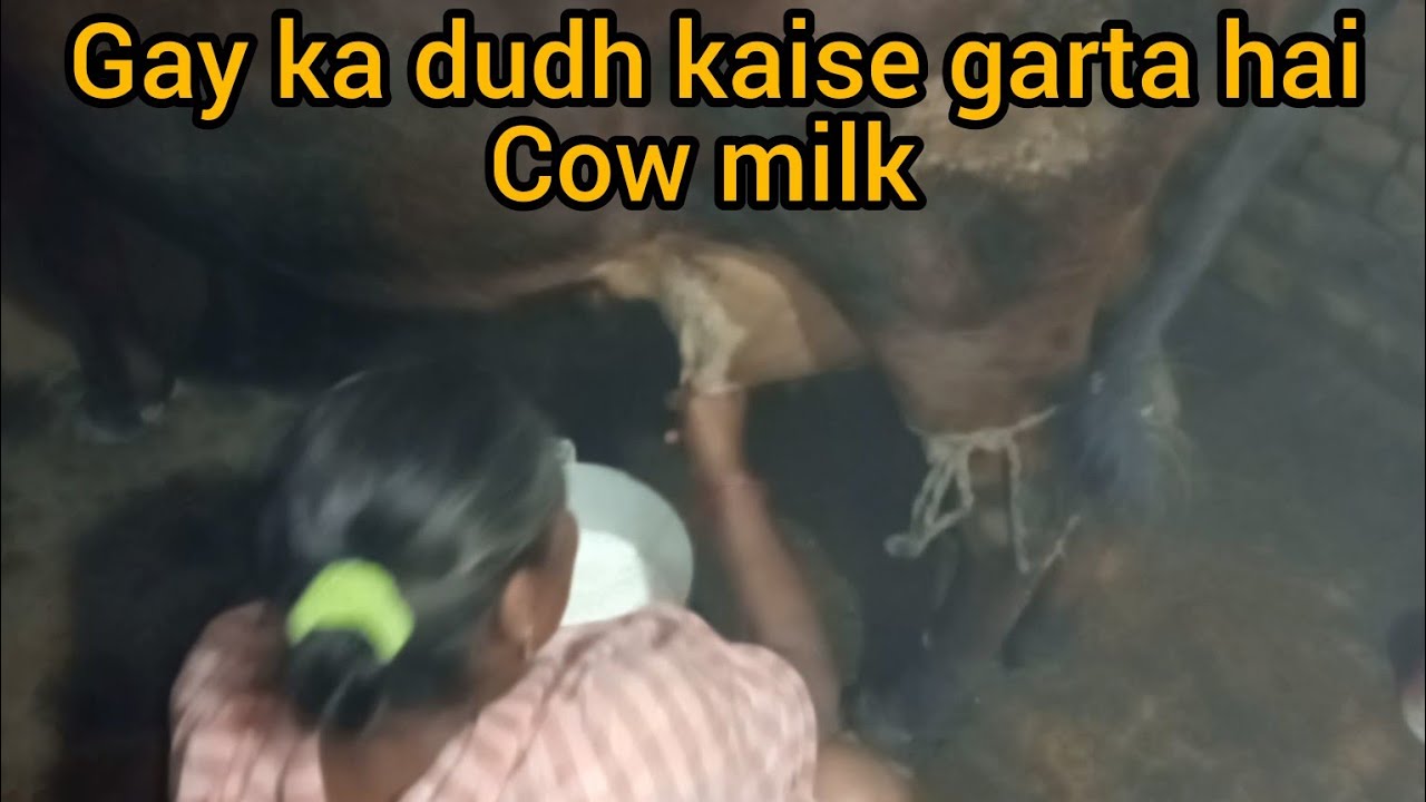 Gay ka dudh kaise garta hai how to video #Cow King of 