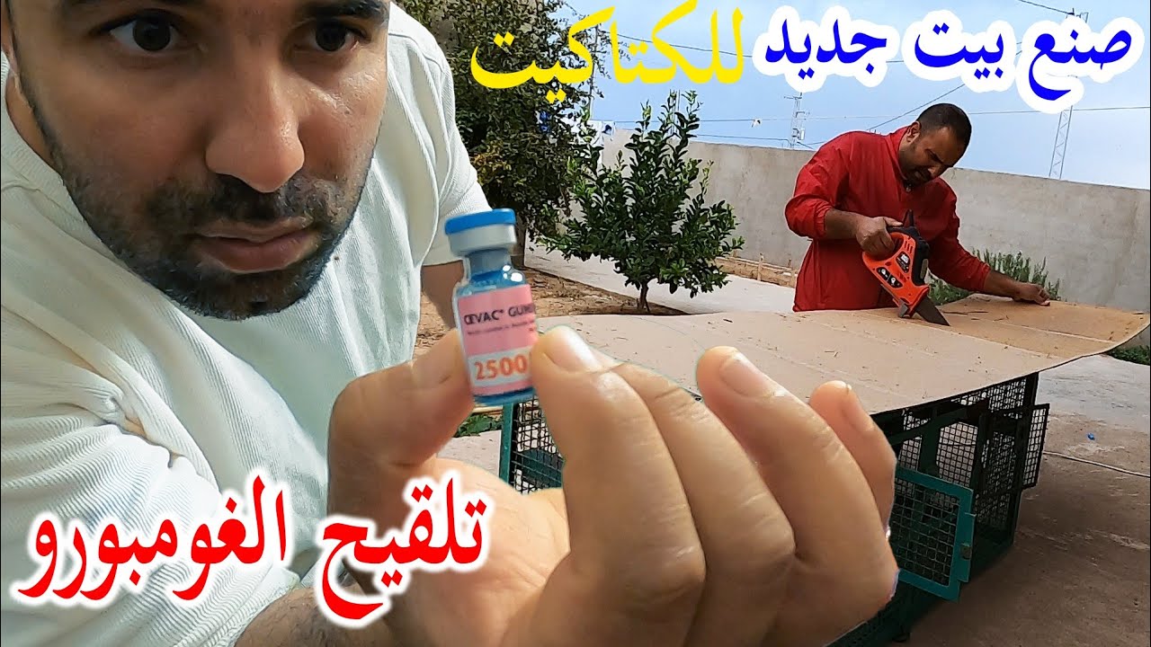 طريقة إعطاء تلقيح مرض(الڨومبورو)/بيت جديد الكتاكيت🐤/زيارة اصغر متابعين المزرعة🥰