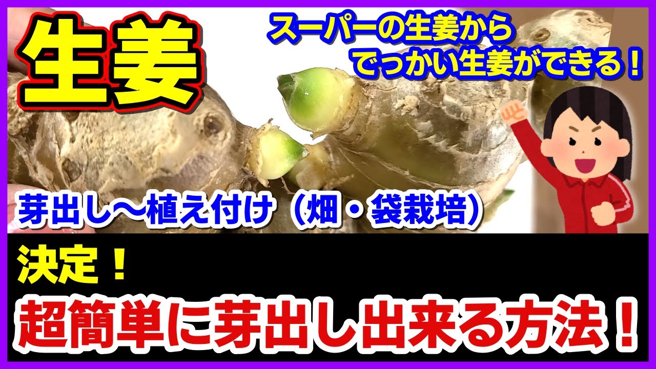 【生姜】超簡単に芽出しが出来る方法が決定しました！芽出しが成功するとその後がスムーズ！／スーパーの生姜からでっかい生姜が出来る！／芽出し～植え付け（畑・袋栽培）袋栽培のコツ／ショウガの育て方