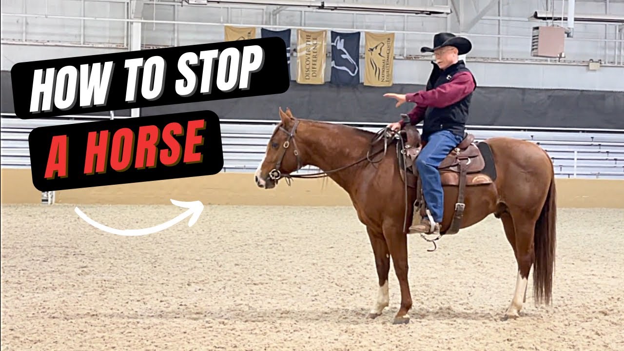 How To Stop A Horse