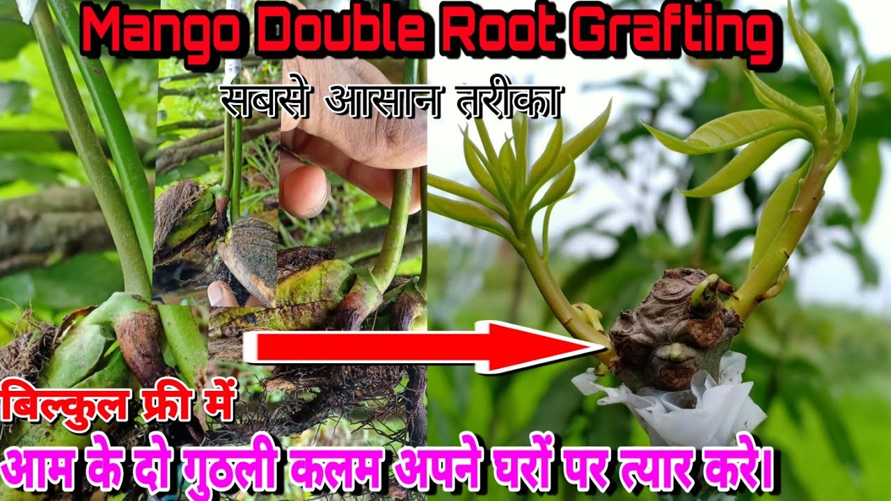 Mango Double Root Grafting Technique.|| With Result 💯%Success|| दो गुठली कलम अपने घरों पर त्यार करे।