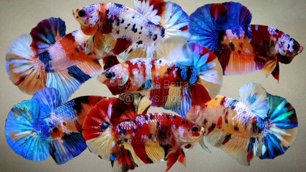 Betta Fish Multicolour
