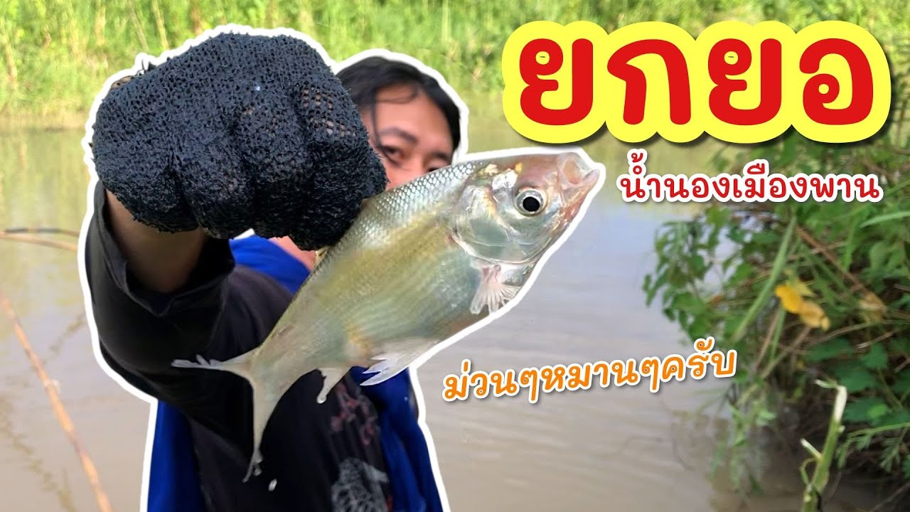 ยกยอ หนองฮ่าง ►Fishing lifestyle Ep.848