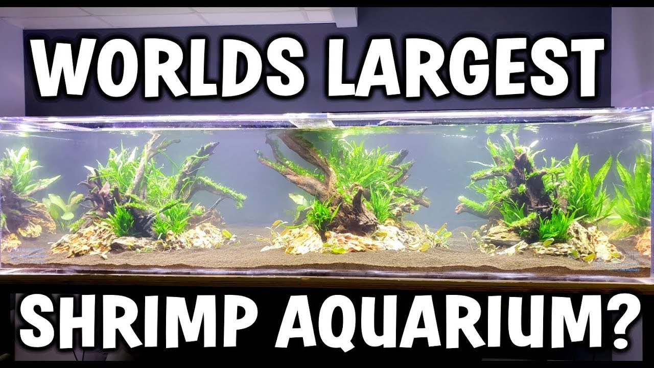 Worlds LARGEST Shrimp Aquarium! - Aquascape and Setup