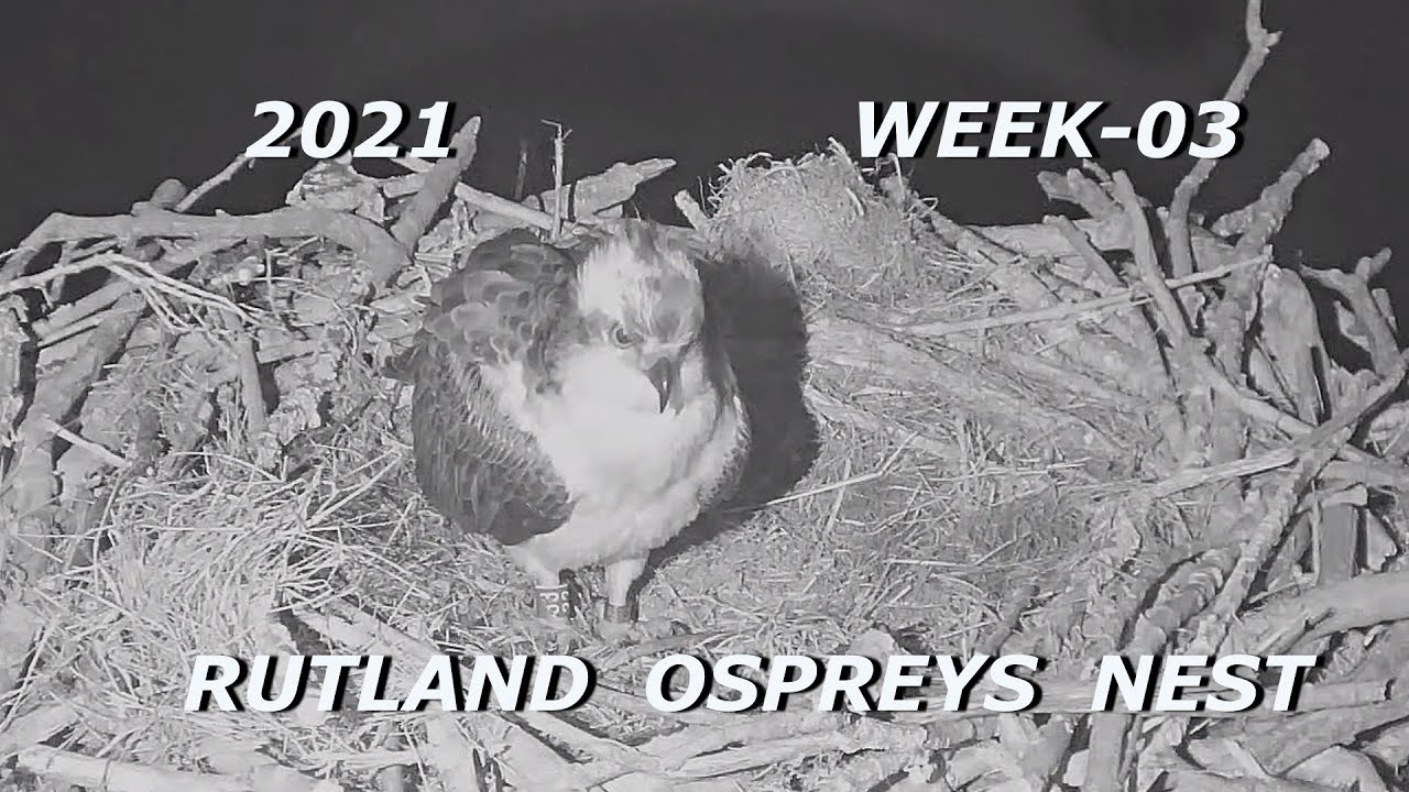 Rutland Osprey Nest Webcam 2021 -   Week 03 -  Highlights