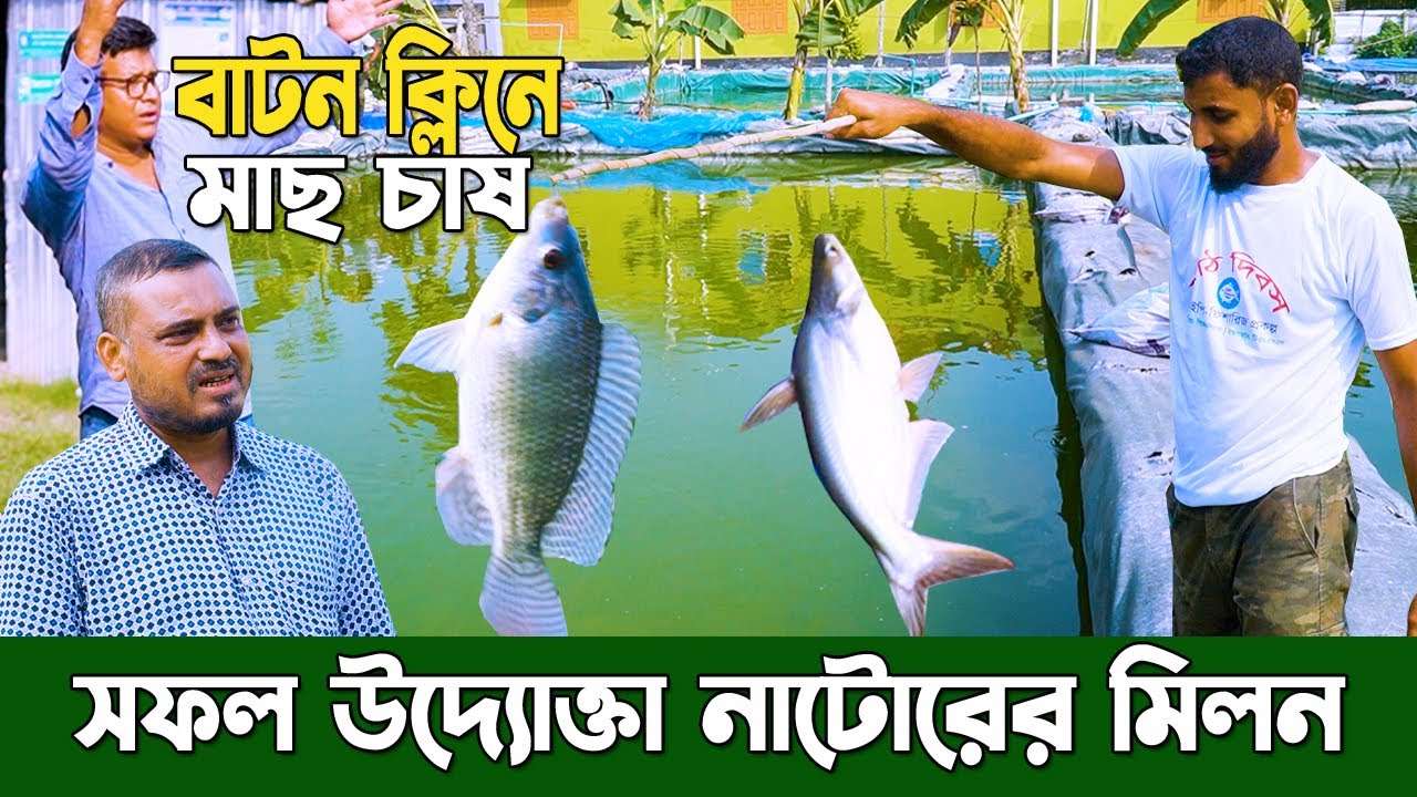 বায়োফ্লক নয়। সহজ পদ্ধতিতে বা বটন ক্লিনে মাছ চাষ। নতুন আইডিয়া মাছ চষে। উদ্যোক্তা নাটোরের মিলন