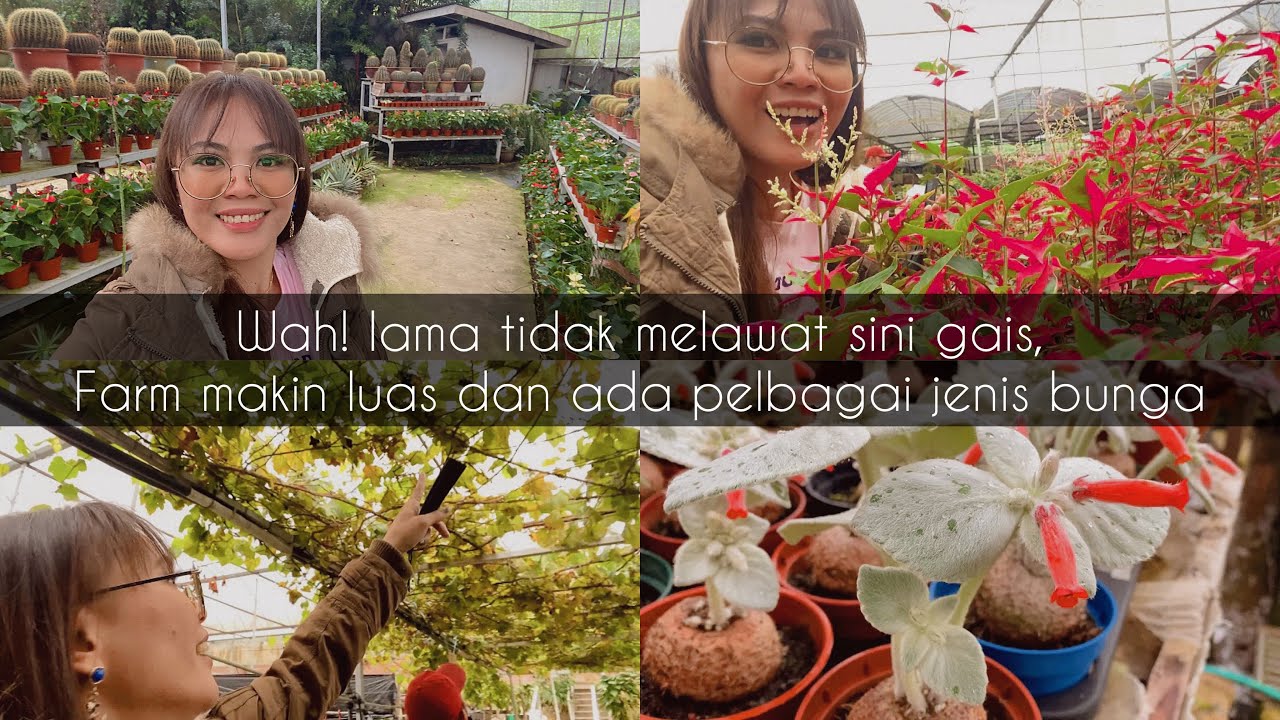 Diary’s Vlog | jic seng nursery, kedai bunga terbesar di kundasang sabah @kalawongarden