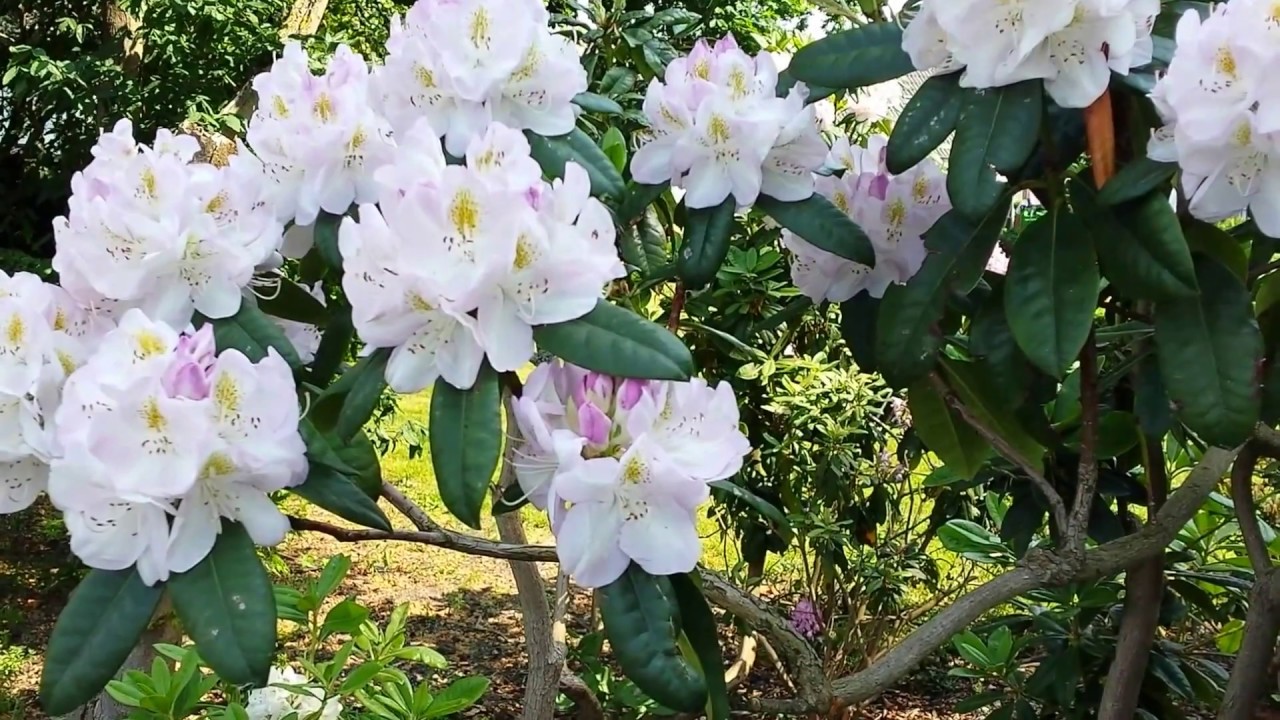 Рододендроны 5 сортов Rhododendrons Rododendrons