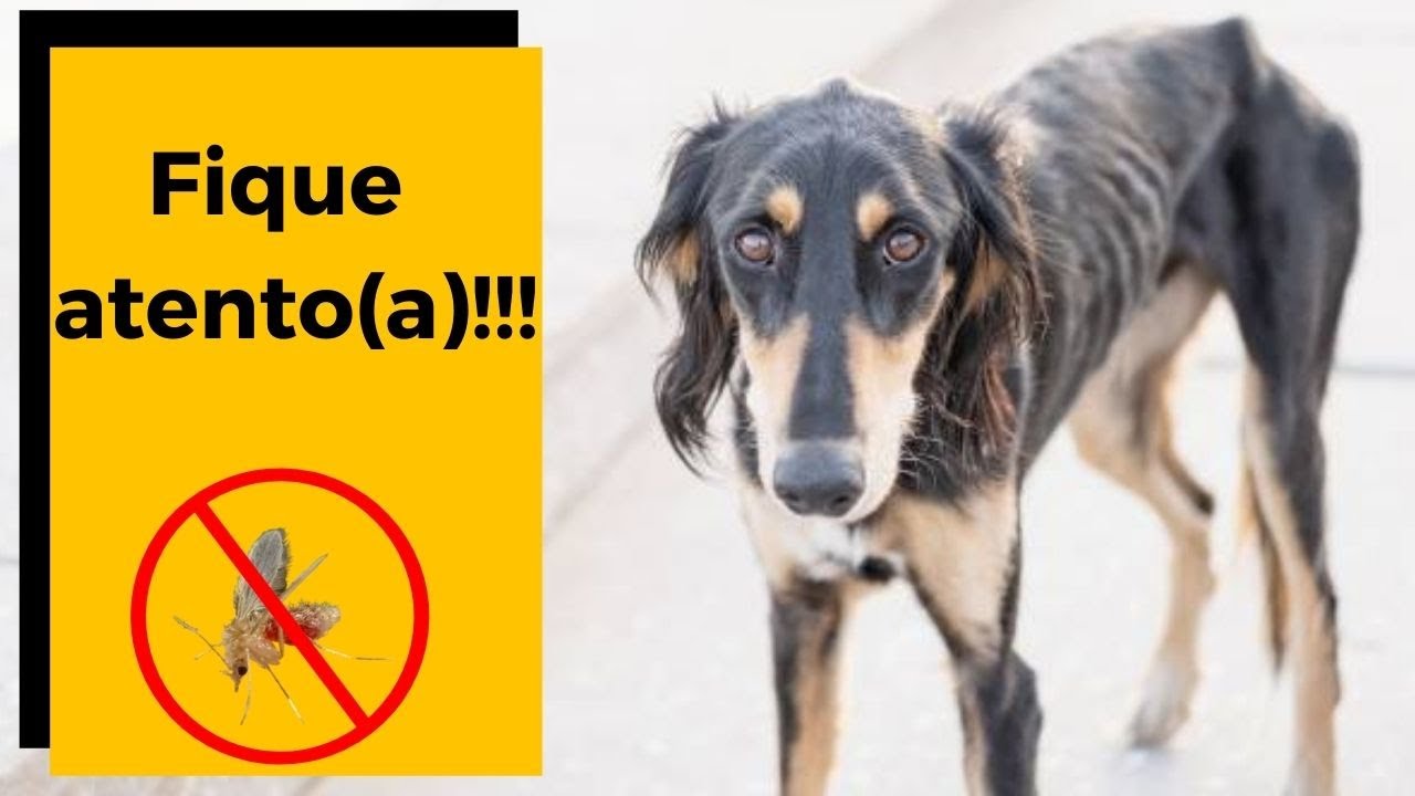 ❌  LEISHMANIOSE CANINA: Quais os principais sintomas?  🐶😱