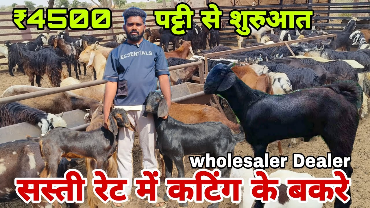 ₹4500 पट्टी से शुरुआत! सस्ती रेट में कटिंग के बकरे! At visit pk goat farm Ajmer