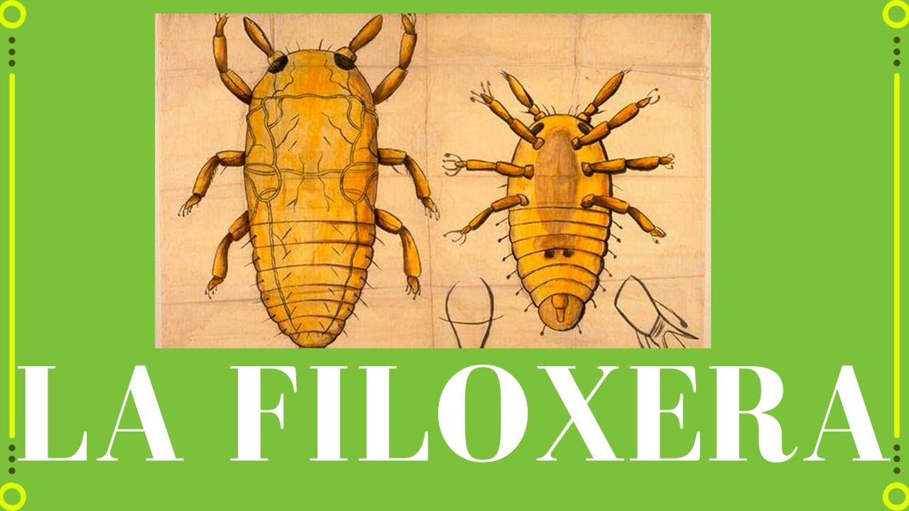 👉¡¡La FILOXERA & ESPAÑA!! 😱[COMPLETO][EXPLICADO][CURSO DE VINOS]