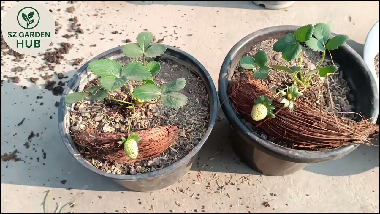 How To Transplant strawberry🍓| Strawberry Plant ki Care Kaise Karen| Gardning