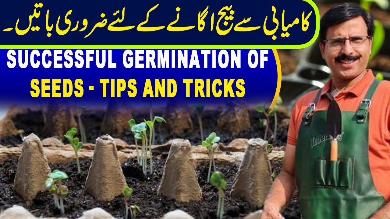 Successful Germination of Seeds |  Tips and Tricks | Gardening With Javed Iqbal