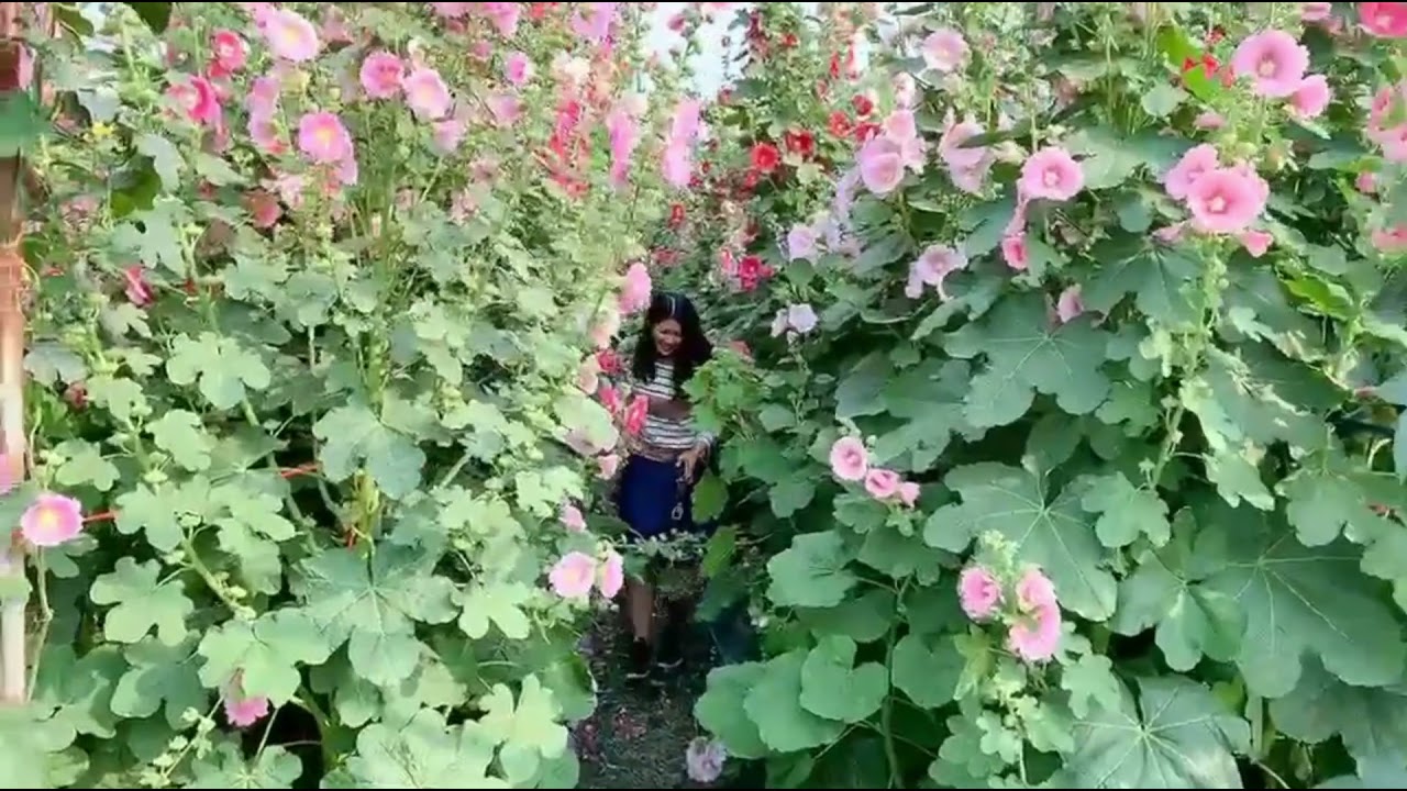 Alcea Rosea Community Garden in Yuanlin City Taiwan