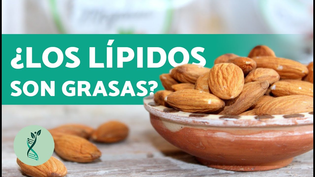 ¿Qué SON los LÍPIDOS? Funciones y clasificación de los lípidos 🍫🍗